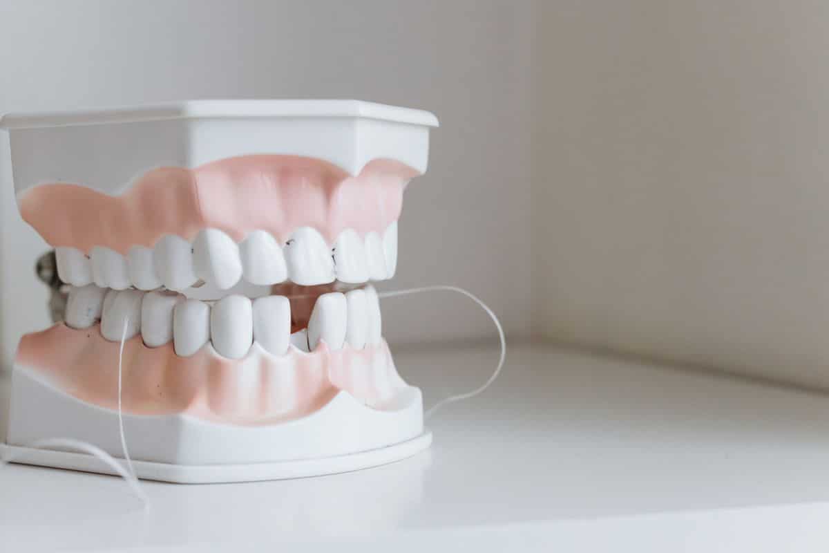 Fil dentaire passé sur un modèle pédagogique de dents